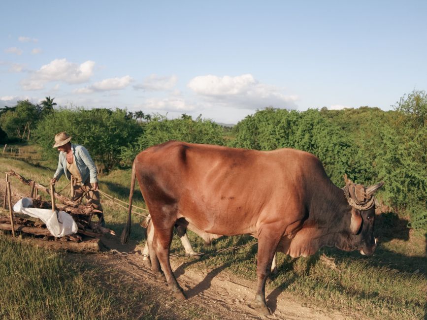 Fotomural Un granjero guía un buey unido a una carreta por un camino rural cubierto de hierba.