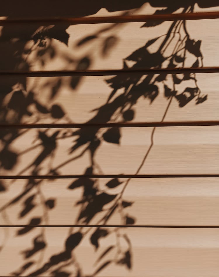 Shadow Of Plants On The Wall