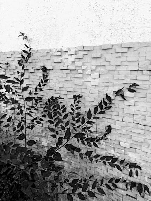 Grayscale Photography of Plants Near the Wall
