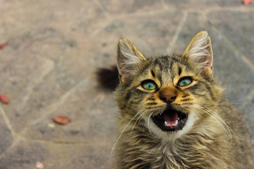 Brązowy Pręgowany Kot O Krótkiej Sierści Z Otwartymi Ustami