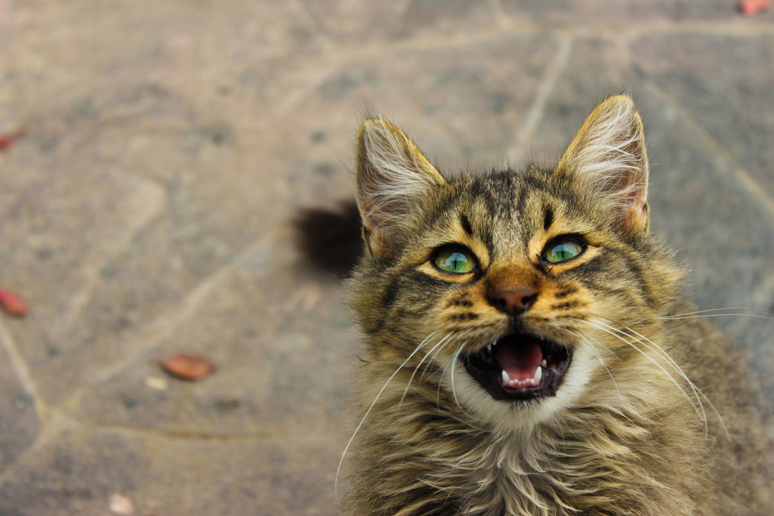 口を開けた短い毛皮の茶色のぶち猫