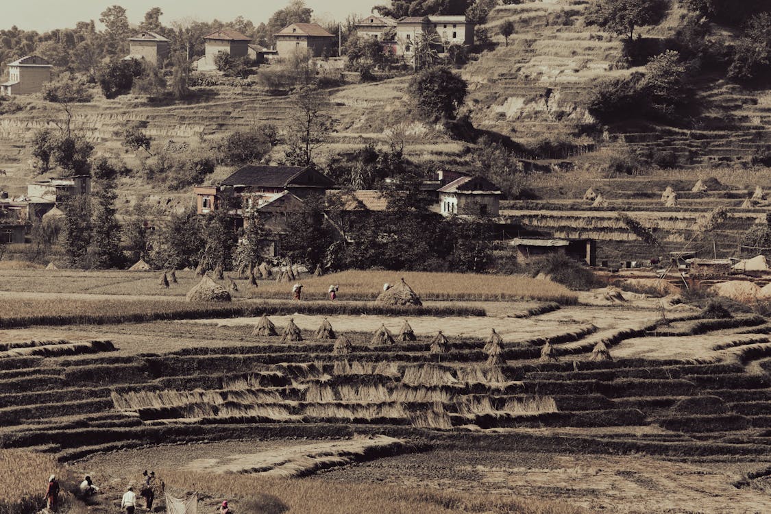 Foto profissional grátis de agricultura, área, casas