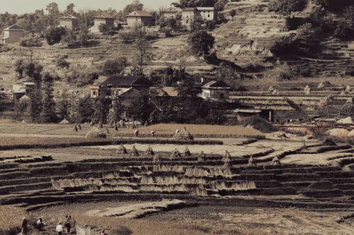 Free Scenic view of terraced rice fields and traditional houses in a rural countryside setting. Stock Photo