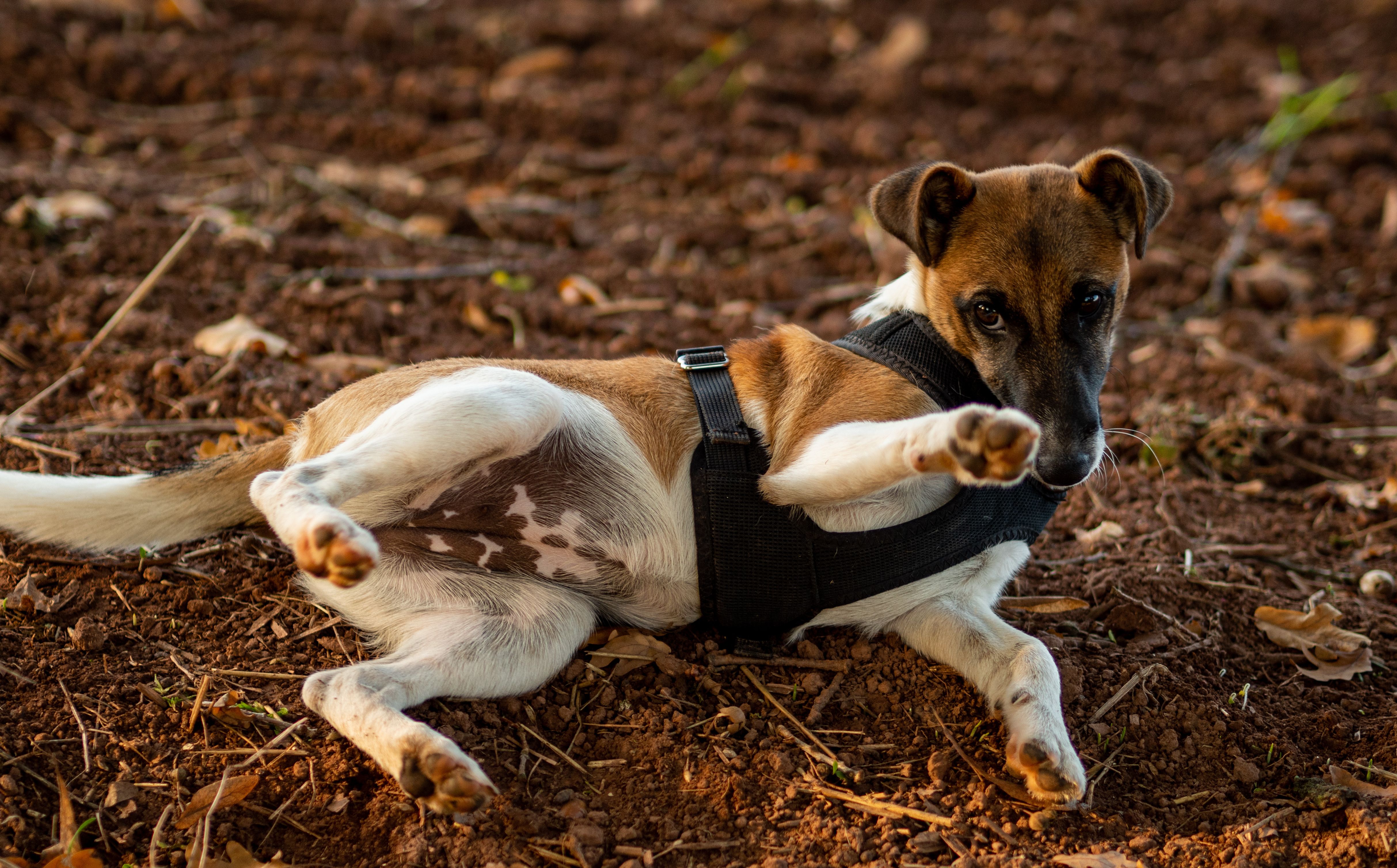 Διατροφή Wire Fox Terrier: Τι Τρώει & Πόσο Φαγητό Χρειάζεται