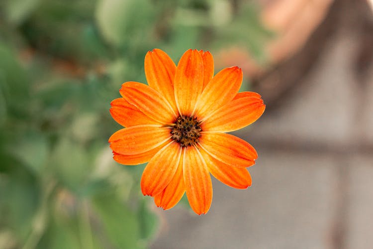 An Orange African Daisy.