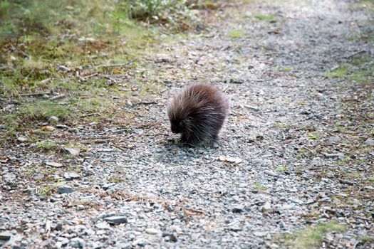 Brown Animal on Brown Rock Pathway