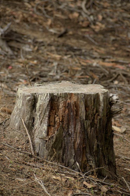 Immagine gratuita di avvicinamento, ceppo di albero, corteccia di albero