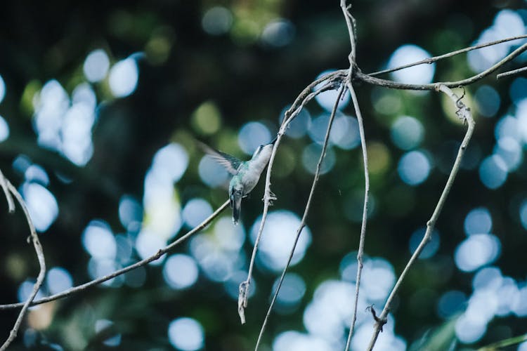 A Bird Hovering Beside The Twig