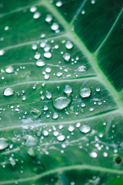 Free Close-up of dewdrops on a green leaf showcasing nature's intricate details. Stock Photo