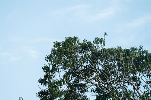 Free A vibrant green tree under a clear blue sky, showcasing nature's simplicity. Stock Photo