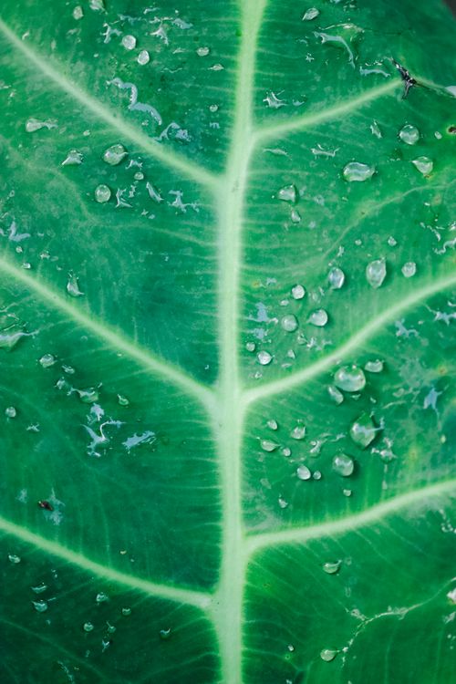 Free Detailed macro shot of green leaf with water droplets showcasing natural texture. Stock Photo