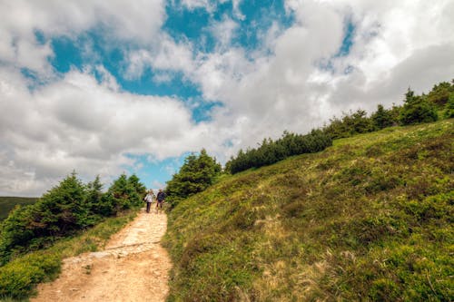 People Walking Outside the Pine Tree Forest