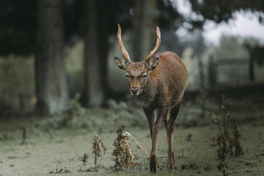 A Yezo Sika Deer strolling through a lush forest in Hellenthal, Germany.