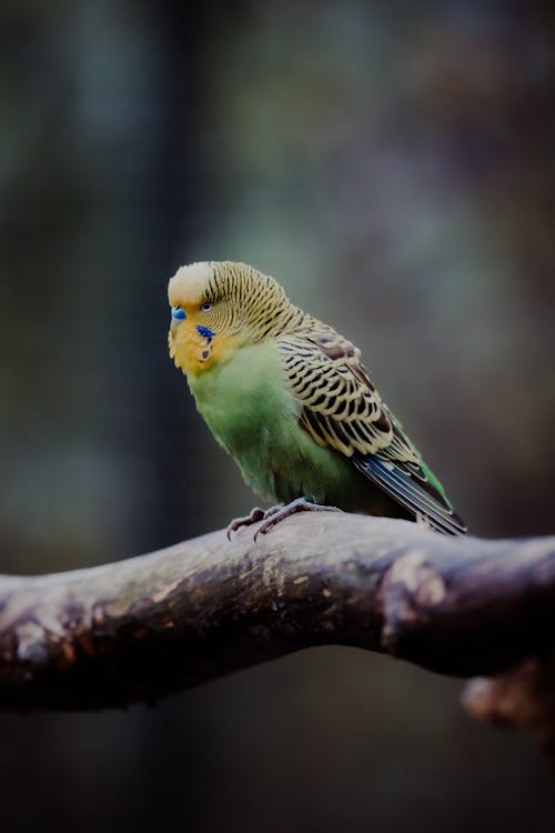 Δωρεάν στοκ φωτογραφιών με budgerigar, melopsittacus undulatus, γκρο πλαν