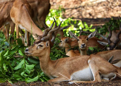 Photo of an Antelope Family, Resting