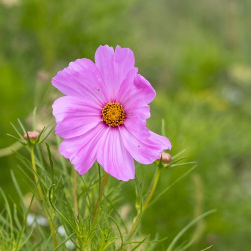 Free Close-up of a vibrant pink cosmos flower blooming in a lush green garden setting. Stock Photo