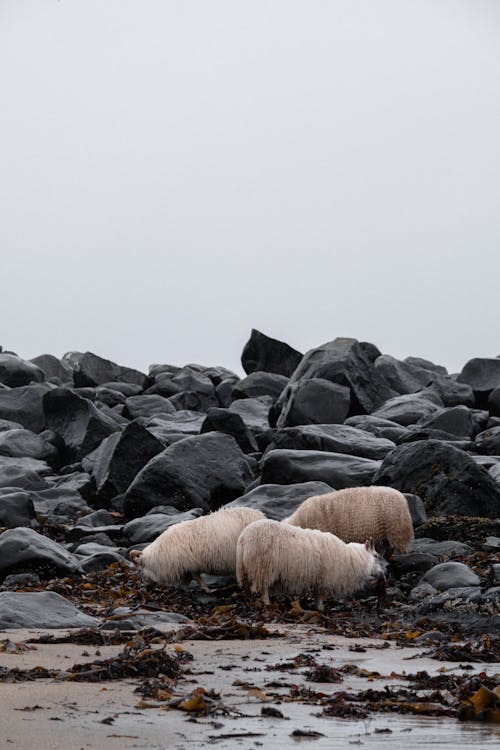 Foto stok gratis batu, Daun-daun, domba islandia