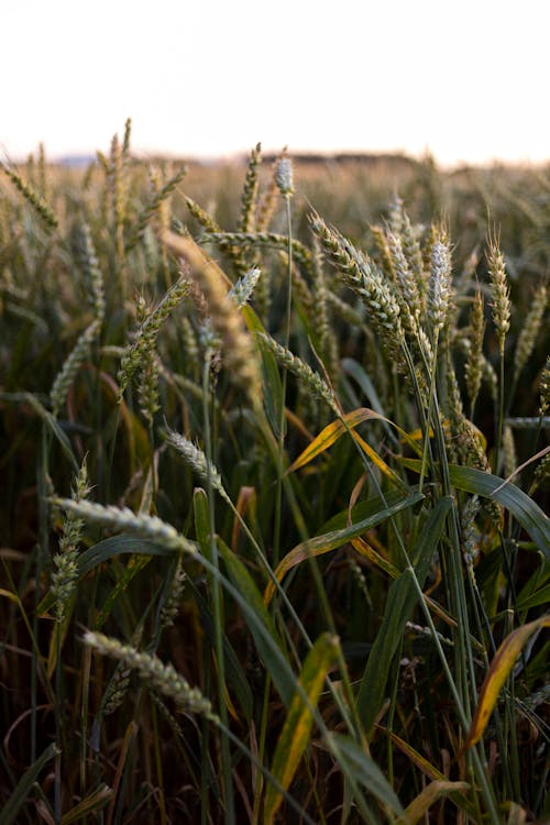 Closeup of Wheat Straw in a Field