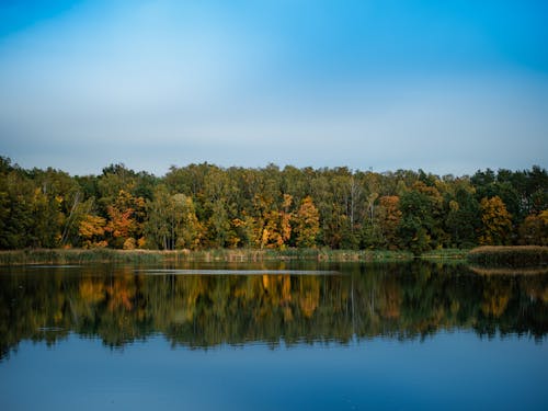 Darmowe zdjęcie z galerii z czyste błękitne niebo, drzewa, fotografia przyrodnicza