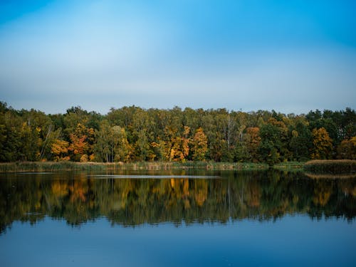 Brown and Green Trees Beside the Lake 