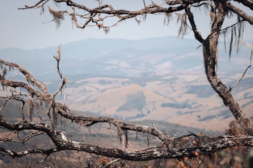 Brown Leafless Tree Near the Hills 