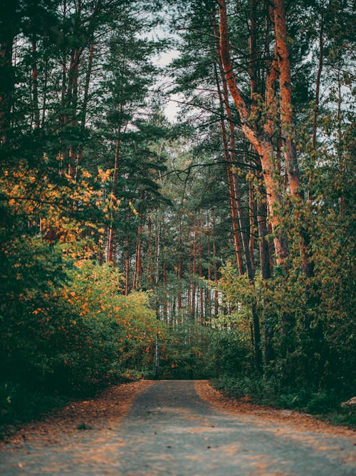 Kostnadsfri bild av obelagd stig, skog, skogsväg