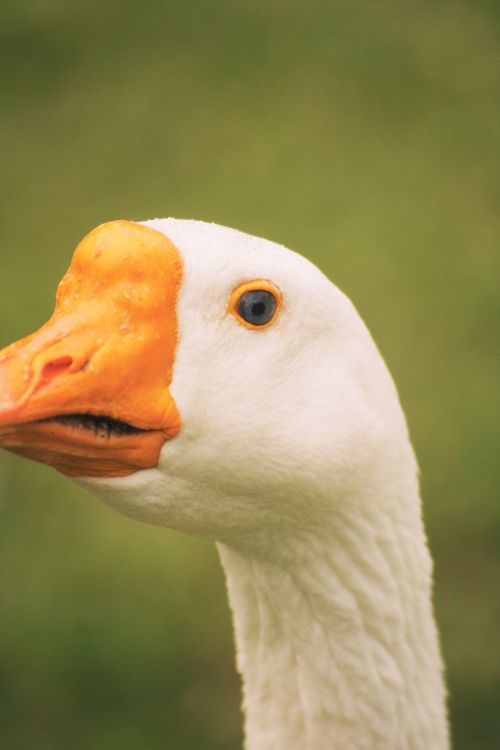 Free A detailed close-up of a white goose with a vibrant orange beak against a green background. Stock Photo