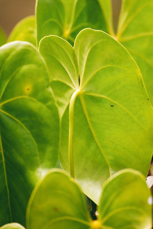 Ingyenes stockfotó anthurium, festő s-paletta, függőleges lövés témában