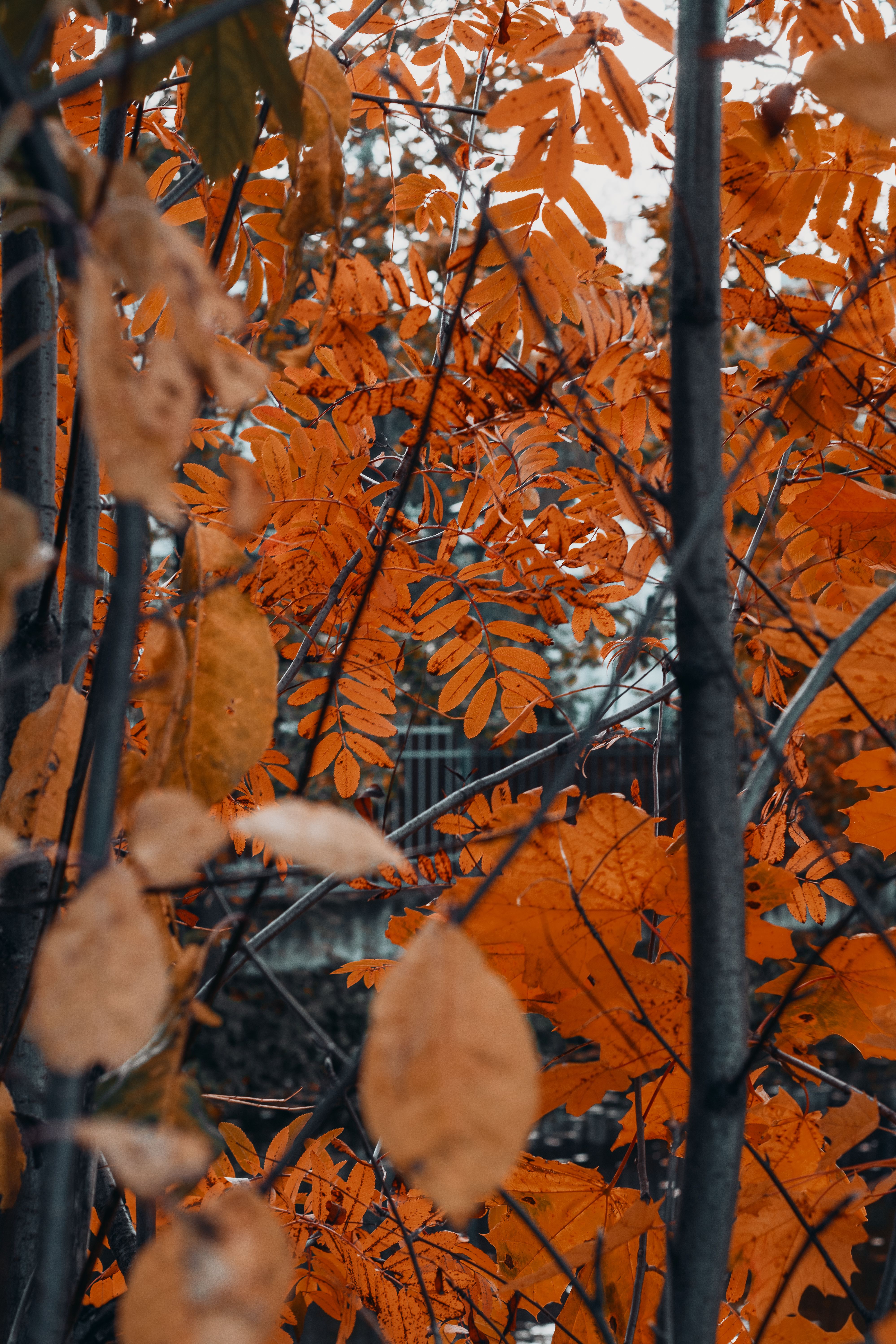 Stunning capture of orange fall leaves on tree branches, showcasing the beauty of autumn.