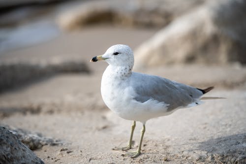 Gratis stockfoto met aarde, aviaire, beest