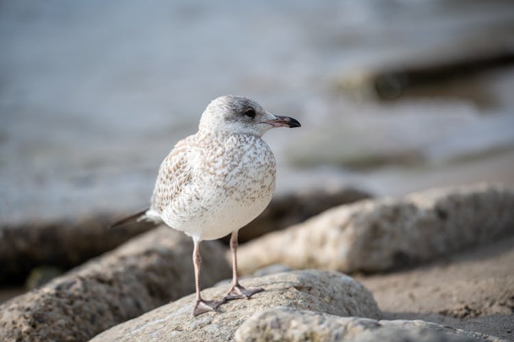 European Herring Gull Perched On A Rock