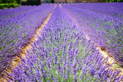 Gratuit Photographie Macro Shot De Plantes Violettes Sous Un Ciel Ensoleillé Pendant La Journée Photos