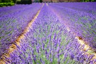 普罗旺斯的熏衣草田美丽而充满活力，非常适合自然景观爱好者