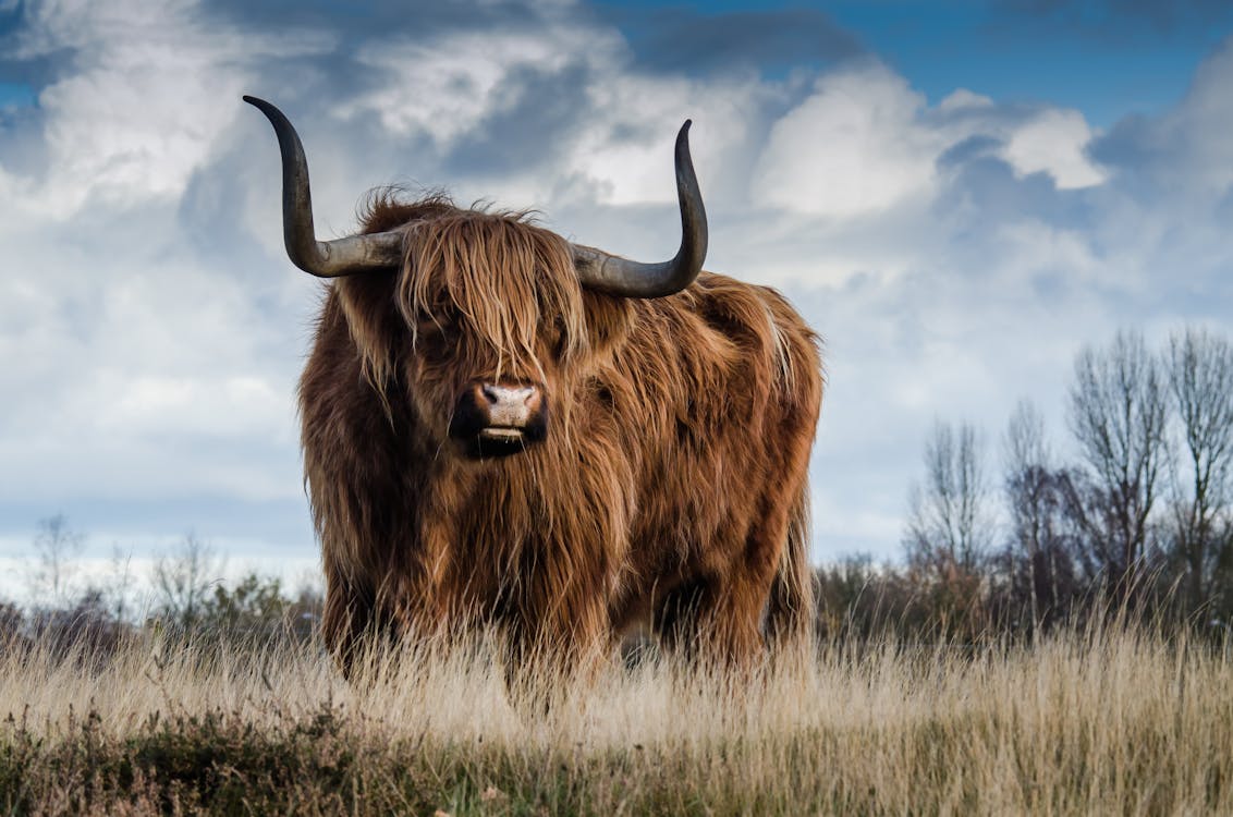 Free Brown Bull on Green Glass Field Under Grey and Blue Cloudy Sky Stock Photo