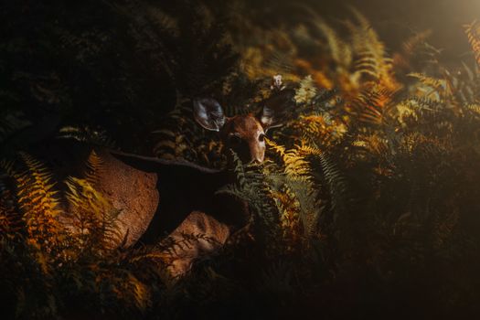 A peaceful roe deer peeks through lush ferns in a sunlit forest setting.