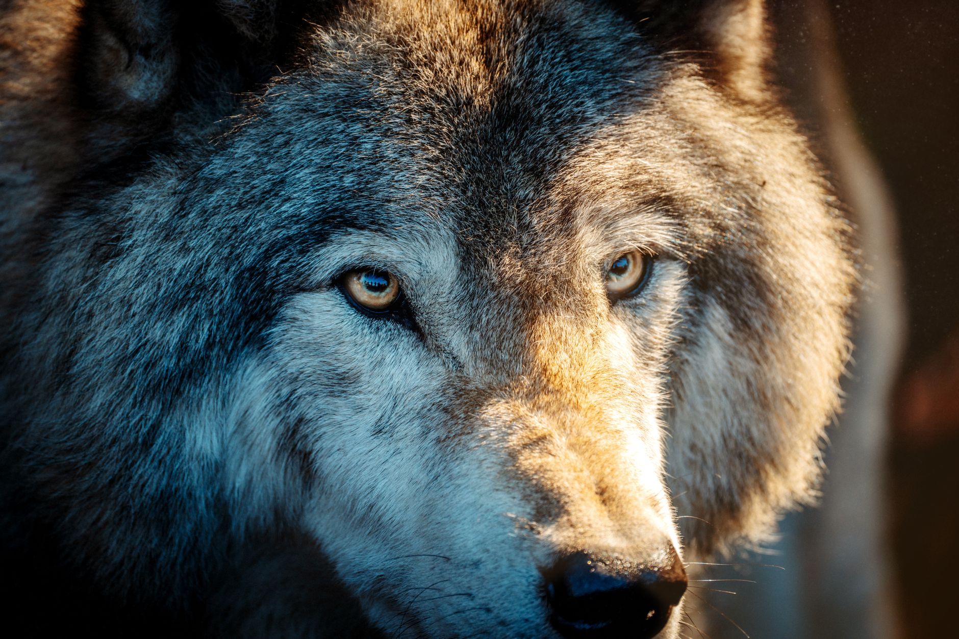 A detailed close-up of a gray wolf showcasing its intense gaze and textured fur.