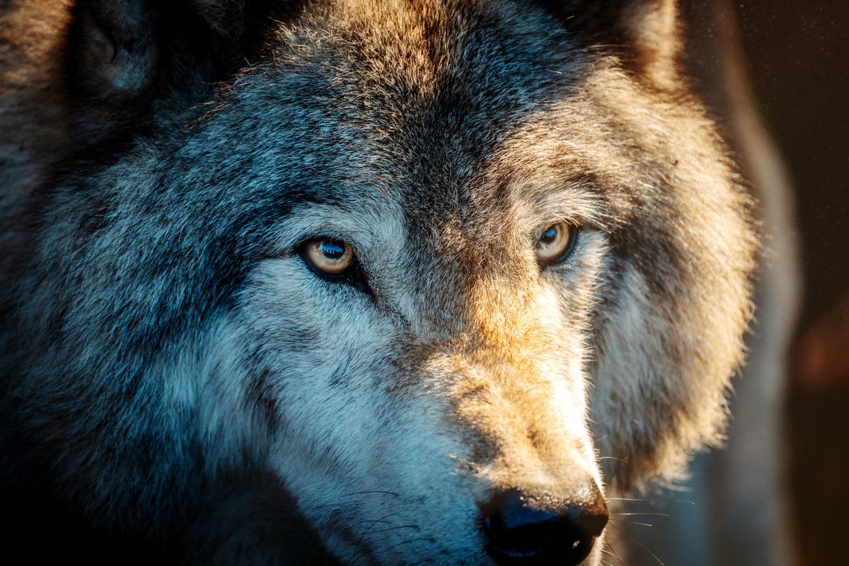 loup prix - Prix du loup en poissonnerie et en grande distribution