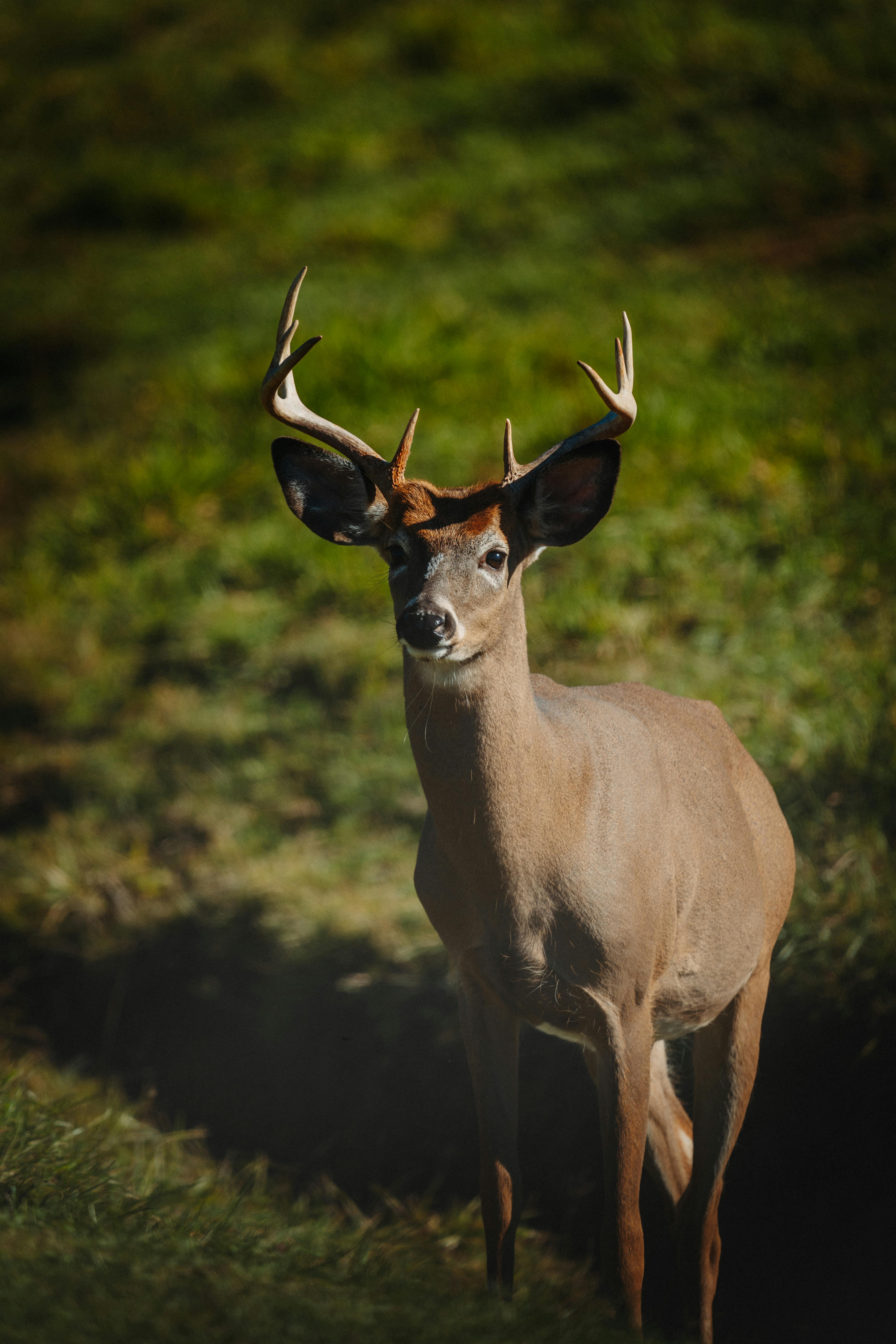 grátis Foto profissional grátis de alerta, animais, animais selvagens Foto profissional