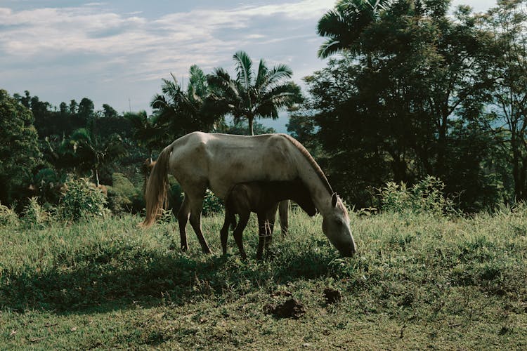 Photograph Of Horses On The Grass