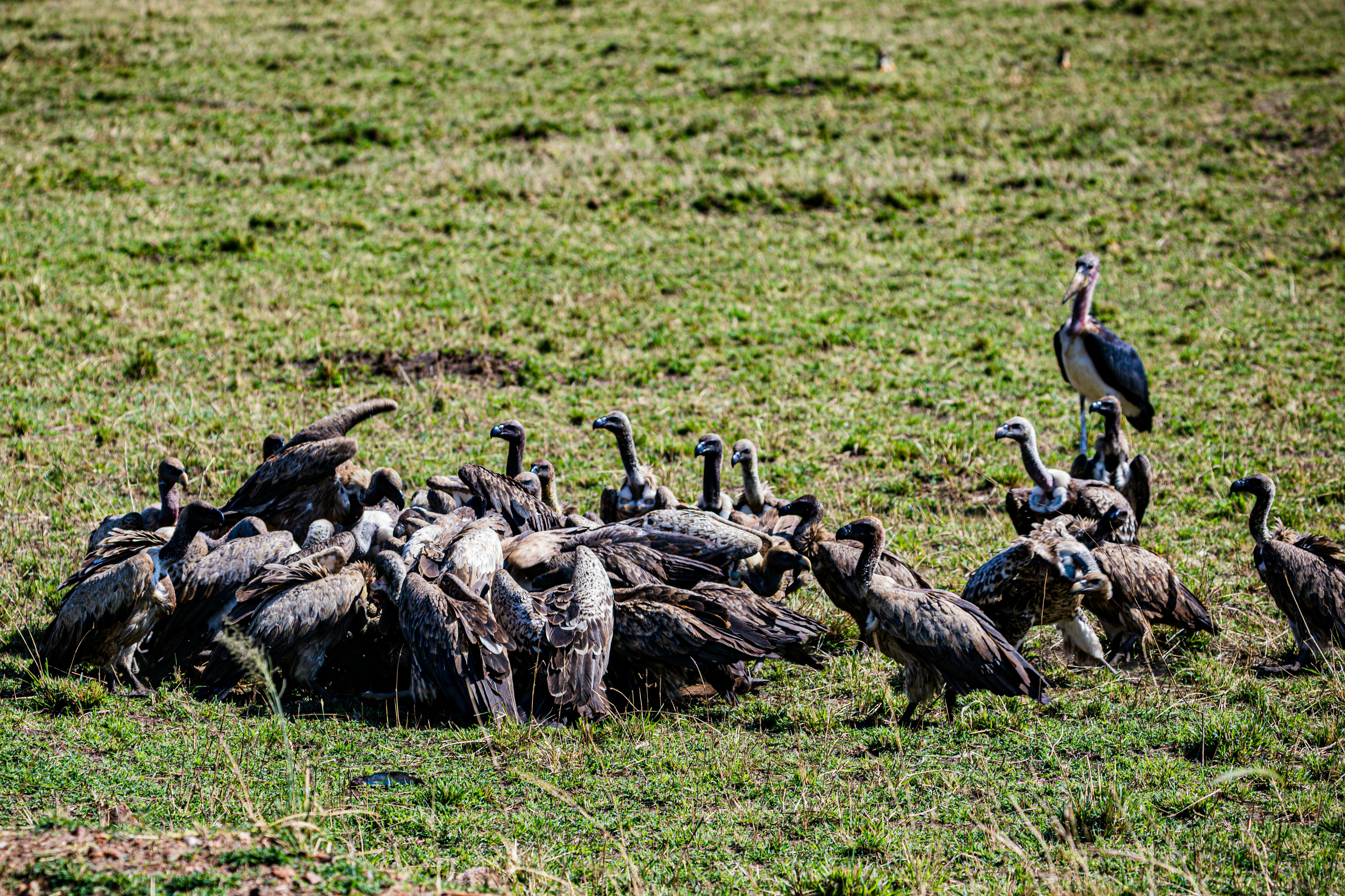 Flock of Vultures Eating · Free Stock Photo