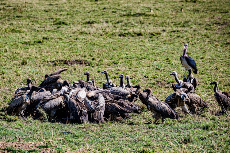 Flock Of Vultures Eating