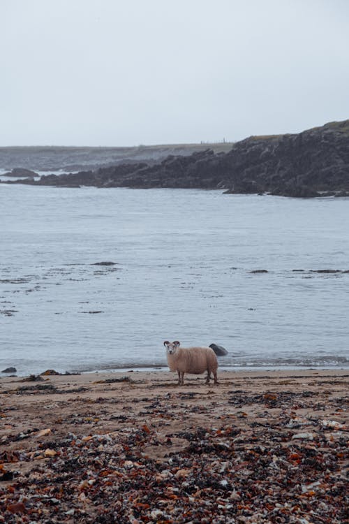 Foto d'estoc gratuïta de animal, ariet, Costa