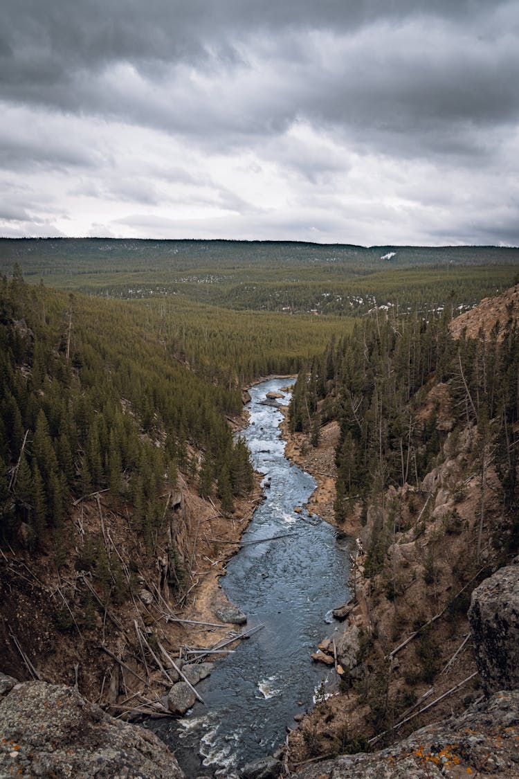 Forest Trees Devastated By Flowing Creek