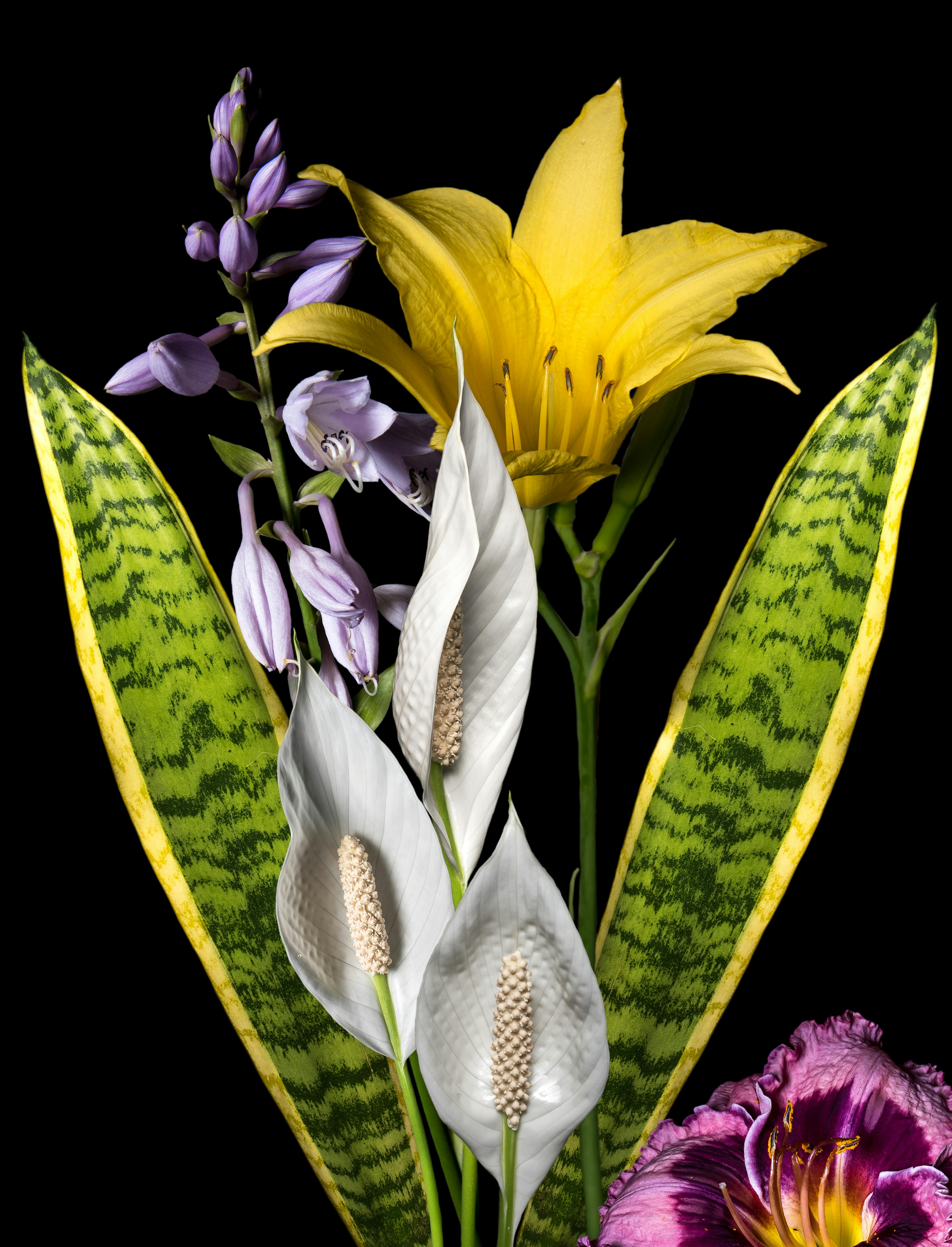 Free stock photo of flower bouquet, flowers, peace lilly