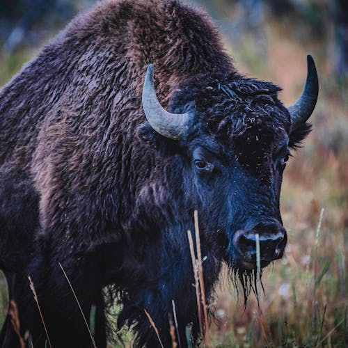 Kostnadsfri bild av betning, bison, bisons