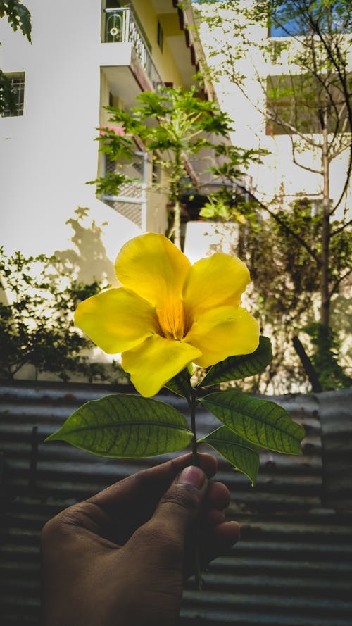 Free stock photo of flower, mobile photography, yellow Stock Photo
