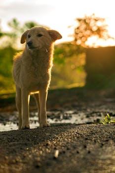 A brown dog standing outdoors during golden hour in Vagamon, India, with a serene backdrop.