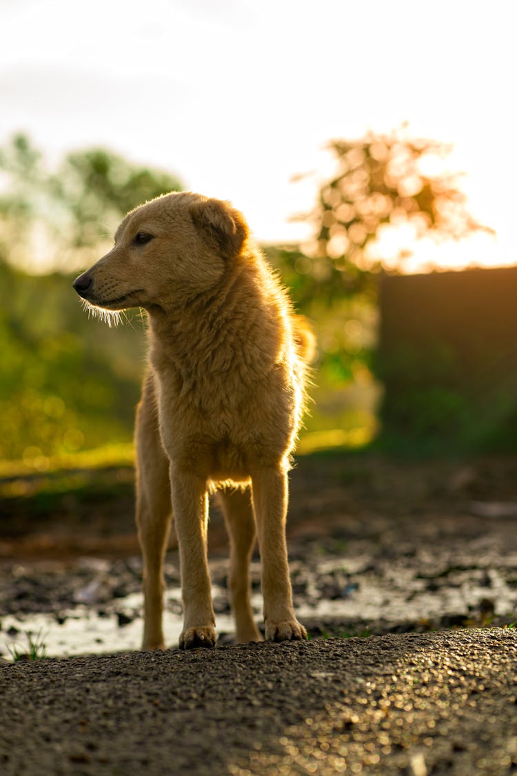 Photo Of A Stray Dog