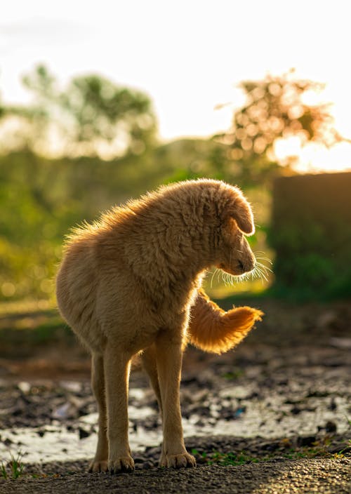 Close-Up Shot of a Brown Dog Standing on the Ground