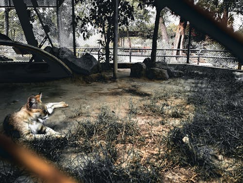 Free zoo picture Stock Photo